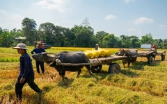 Mùa hè trên những cánh đồng xanh mướt, chôm chôm đỏ rực, măng cục tím rịm, sơ ri đỏ au