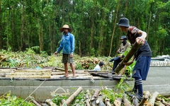Rừng Cà Mau trước cơ hội ‘hóa vàng’ từ cây keo lai