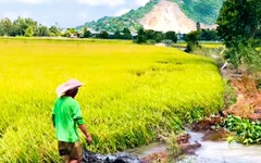 Hơn 1.000ha lúa hè thu 2026 ngoài đê ở An Giang có nguy cơ bị ngập nước