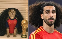 Vì sao 'mèo Cucurella' náo loạn từ TikTok lên Google?
