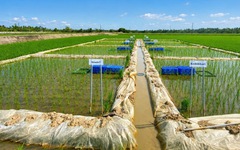 Một doanh nghiệp tại Cần Thơ 'xung phong' hợp tác, bao tiêu lúa Nhật ở Vĩnh Long