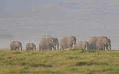 Kenya lúng túng vì 15 con voi chết bí ẩn trong thời gian ngắn