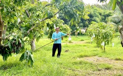 Độc đáo những vườn xoài trên núi ở Hòn Đất (An Giang)