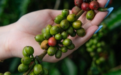 Giá cà phê 'lùi một bước' sau cú tăng kỷ lục