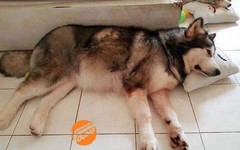 Cảm động chú chó dũng cảm cứu cả gia đình trong vụ cháy tại chung cư Carina