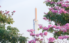 Ngất ngây với khung trời kèn hồng thơ mộng tràn ngập các tuyến đường Sài Gòn