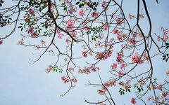 Dậy sớm, ra phố ngắm hoa kèn hồng