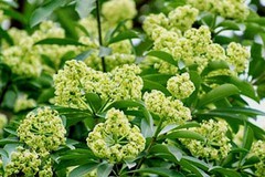 Nỗi ám ảnh mang tên 'hoa sữa'
