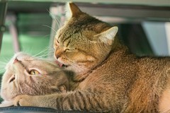 Xua đuổi chó mèo bằng đá, suỵt một tiếng chúng chạy mất rồi, sao hành xử 'chói mắt và buồn lòng' như vậy?