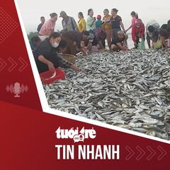 Bản tin tối 19-11: Cả trăm người kéo đến bãi biển mua cá ngư dân vừa đánh bắt