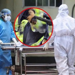 Chuyên gia y tế nói gì về nguồn gốc và khả năng lây nhiễm của vi rút Nipah?