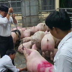 Ăn thịt heo có chất cấm Salbutamol, sức khỏe bị ảnh hưởng như thế nào?