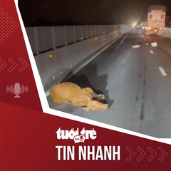 Tin tức tối 5-2: Xe tải làm rơi đàn bò, cao tốc Vĩnh Hảo - Phan Thiết rối loạn trong đêm