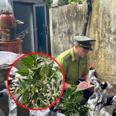 Cây muội hồng bị 'thổi giá' cả trăm triệu đồng, kiểm lâm cảnh báo điều gì?