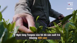 đằng sau những lá trà ngon nhất thế giới