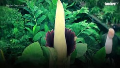 Titan Arum: Loài hoa khổng lồ 10 năm nở một lần