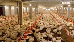 Anh Việt Quốc chủ động nguồn cung thịt gà sạch từ trang trại công nghệ cao