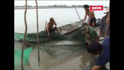 Mùa lũ làm giàu với con tôm càng xanh