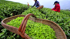 Loại trà truyền thống nổi tiếng nhất thế giới