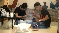 Góc nhìn trưa nay | Đi uống cà phê với…mèo ngoại