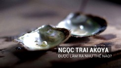 Ngọc trai Akoya nổi tiếng của Nhật được làm ra như thế nào?