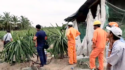 Video: Ra vườn thanh long vào đêm tối, người đàn ông bị điện giật tử vong