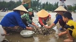 Video: Sò lông dạt vào bờ biển sau mưa bão, hàng ngàn người thi nhau nhặt