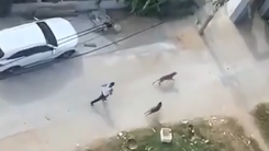 Video: Thả chó pitbull và becgie cắn hàng xóm để giải quyết mâu thuẫn, công an triệu tập chủ chó