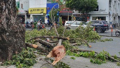 Video: Cây gãy nhánh rơi đè 3 người ở TP.HCM