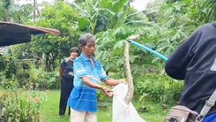 Video: Bắt con trăn dài hơn 3m trong chuồng gà nhà dân và điều bất ngờ sau đó