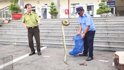 Video: Trăn dài 2 mét, nặng khoảng 5kg bò vô trường học ở TP.HCM