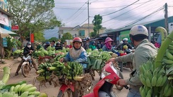 Video: Thủ phủ chuối miền Trung nhộn nhịp ngày cuối năm