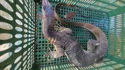 Bắt được kỳ đà nặng 3,5kg tại bờ kênh Tham Lương, Gò Vấp