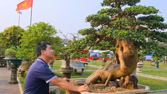 Video: 'Đã mắt' ngắm bonsai tề tựu ở Quảng Ngãi