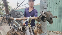 Cận cảnh nhiều loài chim trời bị cột chùm, làm thịt bày bán tại vỉa hè TP.HCM
