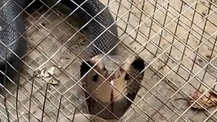 Truy tìm người rao bán hai con rắn hổ mang quý hiếm trên mạng xã hội