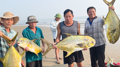 Ngư dân trúng mẻ cá chim vàng hơn một tấn, thu về 300 triệu đồng sau chuyến biển