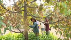 Cây sầu riêng chết hàng loạt, người dân ở Bình Phước lo lắng