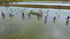 Góc nhìn trưa nay | ‘Làm chơi, ăn thật’ với mô hình lúa – tôm