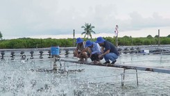 Góc nhìn trưa nay: Độc lạ mô hình nuôi tôm công nghiệp không xả thải ở Cà Mau