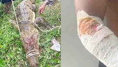 Đã bắt được con cá sấu dài hơn 2,6m từng cắn người ở Khánh Hòa