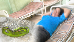 Bị rắn lục đuôi đỏ cắn, nạn nhân bắt luôn 'thủ phạm' đem tới Trại rắn Đồng Tâm gặp bác sĩ