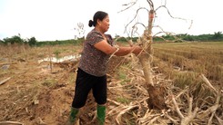 Làng đào Tết Cam Giá trắng tay sau lũ, nông dân mất hàng tỉ đồng