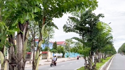 Cận cảnh hàng cây đủng đỉnh trang trí rạp cưới trên 'con lươn' ở Cần Thơ