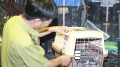 Tạm giữ 500 con chim cu ngói không rõ nguồn gốc tại Tân Sơn Hòa, TP.HCM