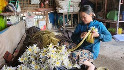 Bông súng ma vào mùa, người dân An Giang tranh thủ 'gặt lộc nước'