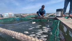 Hàng trăm tấn cá chết sau bão, người dân đầm Cù Mông thiệt hại hàng trăm triệu đồng