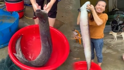 Bắt được cá chình dài hơn 1m, nặng gần 10kg trên sông Gianh