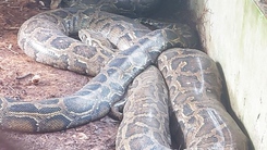 Vườn quốc gia U Minh Thượng vừa tiếp nhận con trăn khổng lồ gần 100kg, dài 5m