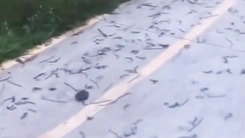 Giun đất bò dày đặc trên đường ở Đồng Nai có phải hiện tượng bất thường?